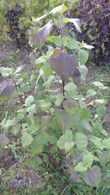 Sigesbeckia pubescens